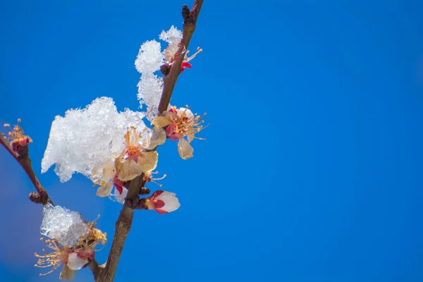 Весняні Морози Квітучі Абрикосові Дерева Яблуні Під Снігом — стокове фото