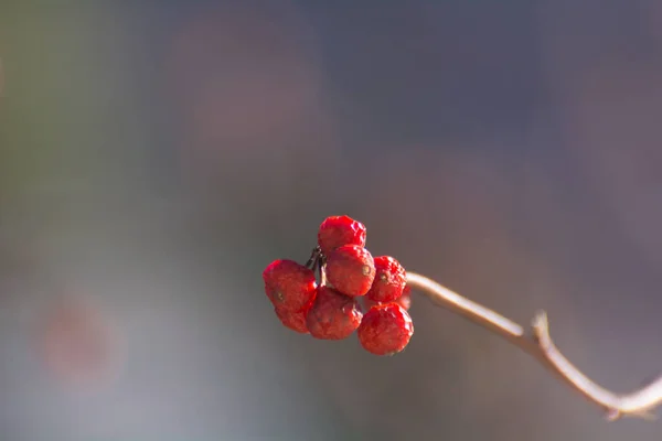 Güçlü bulanıklıkta doğal manzaranın arkaplan görüntüsü