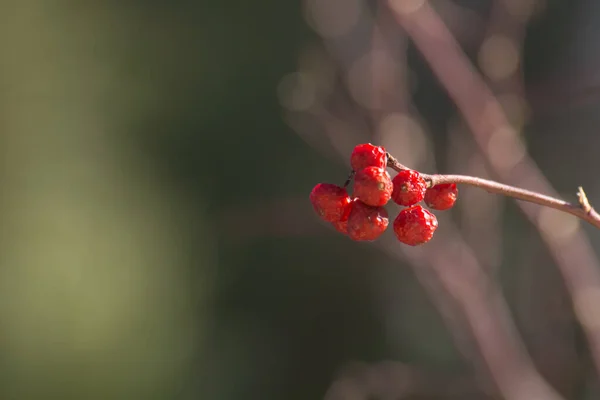 Güçlü bulanıklıkta doğal manzaranın arkaplan görüntüsü