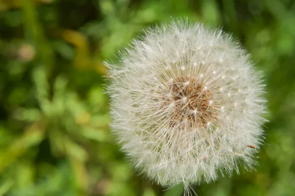 Makro Fotografie Květina Pampeliška Bílá — Stock fotografie