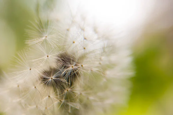 Makro Fotografie Květina Pampeliška Bílá — Stock fotografie