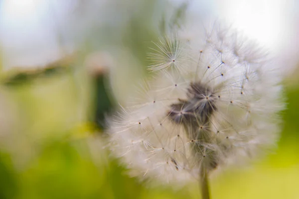 Makro Fotografie Květina Pampeliška Bílá — Stock fotografie