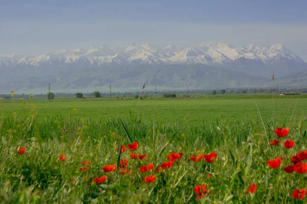Coquelicots Rouges Printemps Sur Fond Des Montagnes Enneigées Kirghizistan — Photo