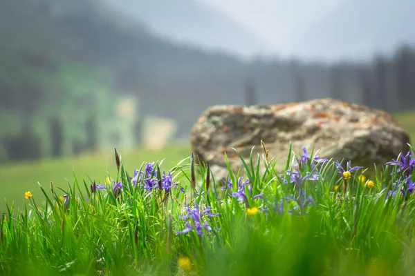 Dağ çiçeği Iris, Barskoon Kırgızistan.