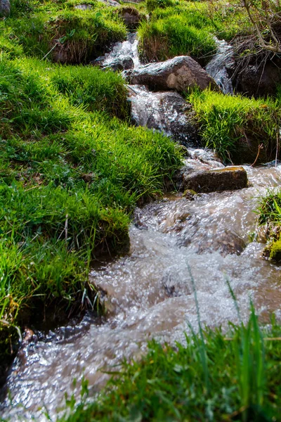 Spring Mountain Stream Green Grass Forest — Stock Photo, Image