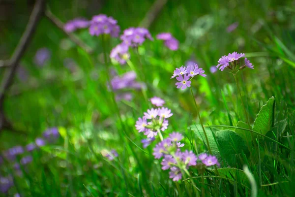 Dağ çiçekleri, Vahşi Yaşam, Barskoon Kırgızistan.