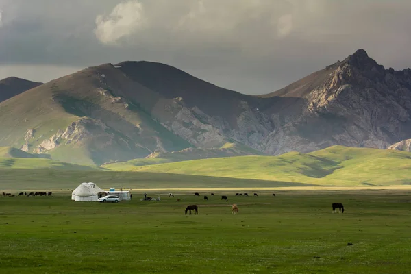 지대에서 가축을 기르고 키르기스스탄의 목초지에 유르트와 — 스톡 사진