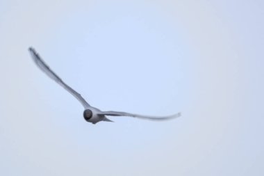 Göl kıyısındaki vahşi ördeği kaldırın.