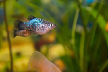 Akvaryumcu, akvaryum balığı. Platy Xiphophorus Maculatus, Poecilia, Mollienesia, canlı balık dişleri (Peciliaceae) familyasından bir balık cinsidir..