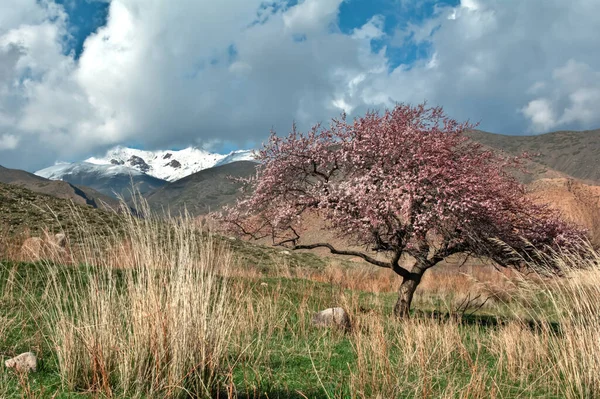 Floraison Abricots Sauvages Dans Les Montagnes Kirghizistan — Photo