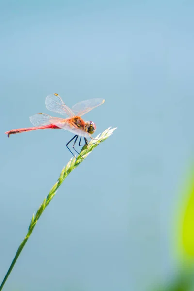 Libelle Sitzt Auf Der Spitze Eines Grashalms — Stockfoto