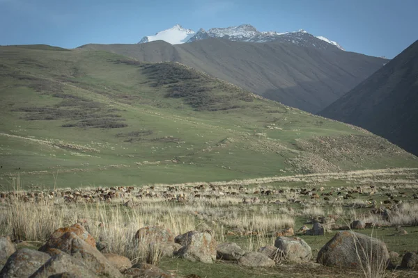 Alpages Verts Montagne République Kirghize — Photo