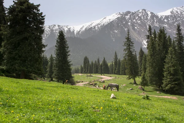 Kırgızistan, Altyn Arashan vadisinin alp çayırları