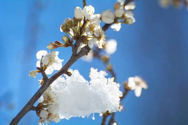 Lente Vorst Bloeiende Abrikozenbomen Appelbomen Onder Sneeuw — Stockfoto
