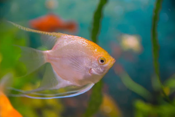 Aquarist Aqua Fish Pterophyllum Вид Рыб Семейства Cichlidae Являются Одними — стоковое фото