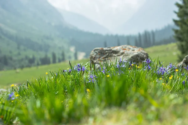 Dağ çiçeği Iris, Barskoon Kırgızistan.