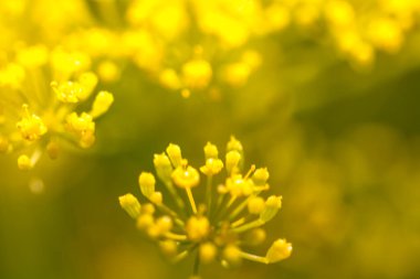 Bulanık içinde canlı çiçek, Bokeh