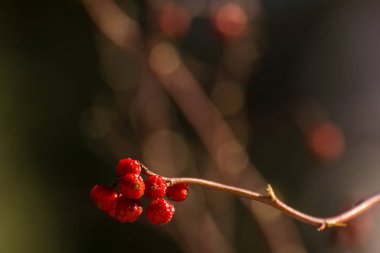 vahşi kırmızı renkli böğürtlen, seçici odak.