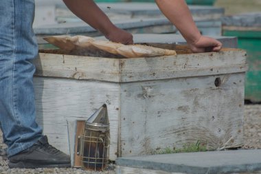 Arıcılık, bir adam kovandaki arıları kontrol eder..