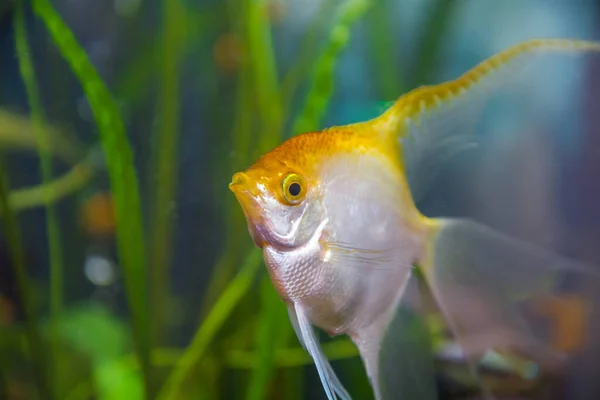Aquarist (Aqua fish Pterophyllum), Cichlidae familyasından bir balık türü. Onlar en popüler ve en yaygın akvaryum balıkları arasındadır. skaler
