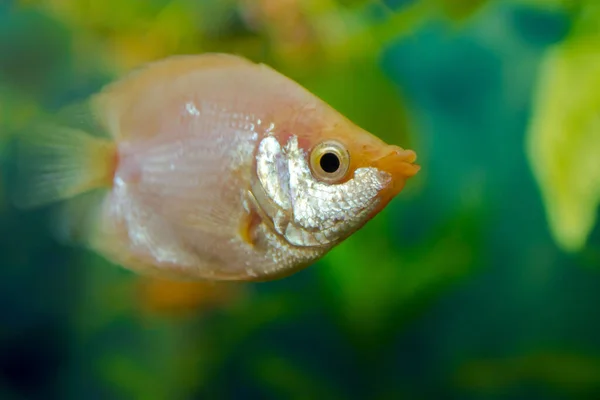 Akvaristo Vodní Ryba Helostoma Temminkii Druh Tropických Ryb Rejnokovitými Ploutvemi — Stock fotografie