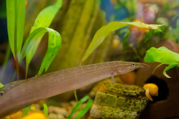 Macrognathus, Mastembelidae familyasından bir yılan balığı cinsidir..