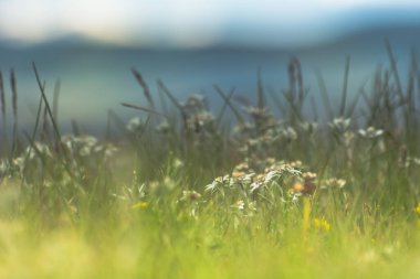 Dağ geçidi TooAshuu, Kırgızistan, Bahar