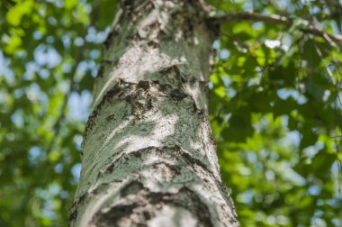 huş ağacı kabuğu, dokulu arkaplan