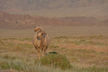 Kırgızistan dağlarında vahşi Bactrian devesi.
