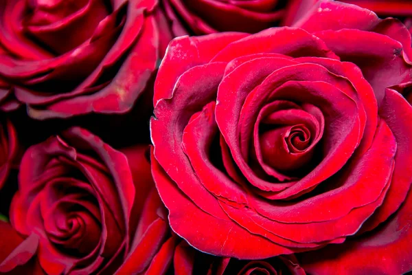 Burgundy gülleri, çiçek tomurcukları arka planda..