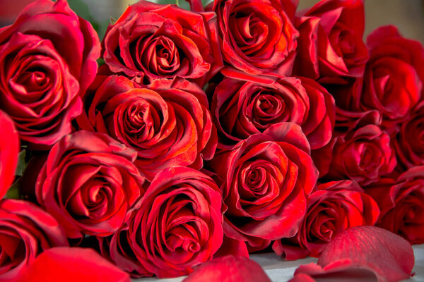 Bouquet of burgundy roses, flower buds as a background.