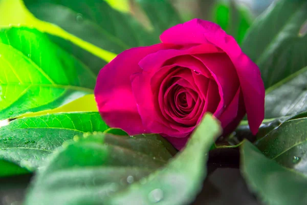 Bir pembe gül tomurcuğu büyük yeşil bir yaprağın üzerinde yatıyor.