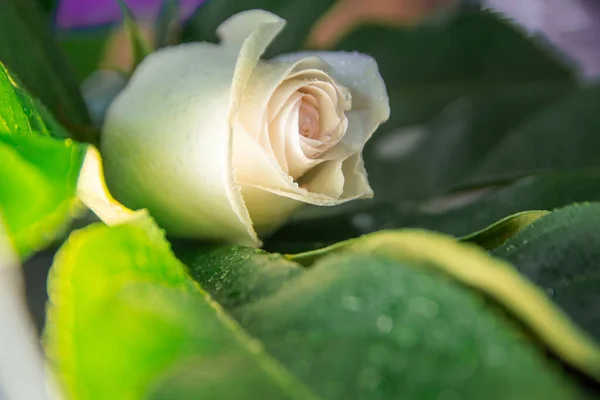 Bir beyaz gül tomurcuğu büyük yeşil bir yaprağın üzerinde yatıyor.