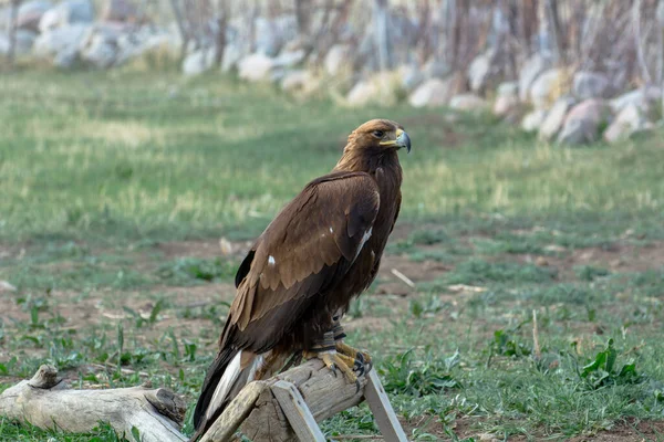 Wild Eagle Bird Prey Portrait — Fotografia de Stock