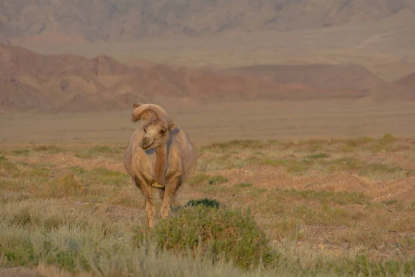 Kırgızistan dağlarında vahşi Bactrian devesi.