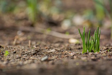 Arkaplan resmi olarak ilkbaharda ilk yeşil filizlenir