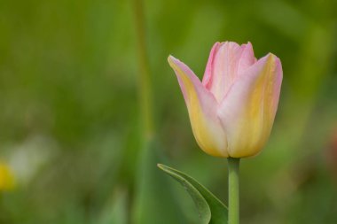 Bahar çiçekleri farklı renkte laleler ve gölgeler