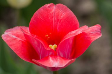 Bahar çiçekleri farklı renkte laleler ve gölgeler