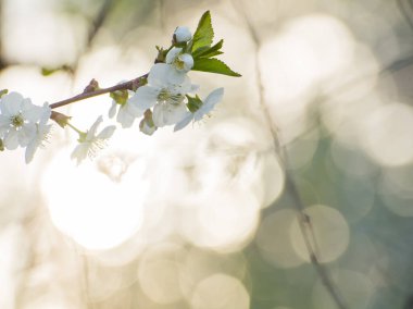 Bahar çiçekli elma ağacı güneş ışığında, beyaz çiçek
