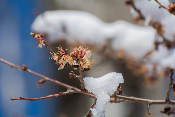 Lente Vorst Abrikoos Kersenbloesems Peremerzhenny Onder Sneeuw — Stockfoto