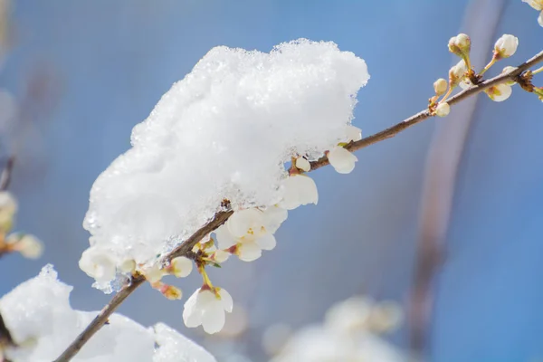 Lente Vorst Abrikoos Kersenbloesems Peremerzhenny Onder Sneeuw — Stockfoto