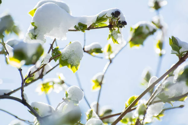 Весняні Заморозки Абрикос Вишневе Цвітіння Перемерженні Під Снігом — стокове фото