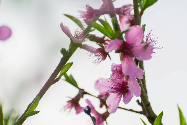 Bahar çiçekleri açan kayısı ve şeftali çiçekleri