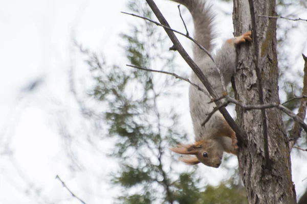 Gray Squirrel Climbing Spring Bare Trees — Stock Photo, Image