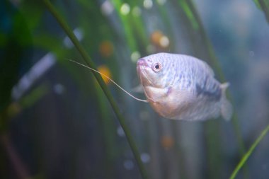 Akvaryumcu, akvaryum balığı. Richogaster, makropodgiller (Osphronemidae) familyasından tropikal tatlı su labirenti bir balık cinsi.