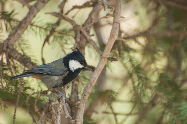 Bir dalda oturan küçük kuş, vahşi yaşam