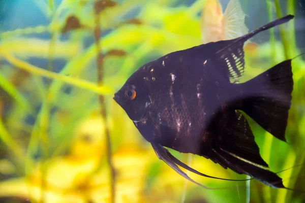 Aquarist Aqua Fish Pterophyllum Вид Рыб Семейства Cichlidae Являются Одними — стоковое фото