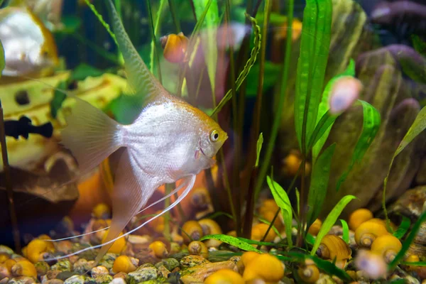 Aquarist Aqua Fish Pterophyllum Вид Рыб Семейства Cichlidae Являются Одними — стоковое фото