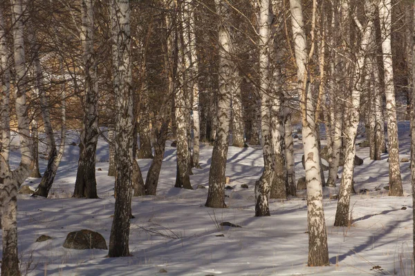 Χειμερινό Δάσος Σημύδας Στον Ήλιο — Φωτογραφία Αρχείου