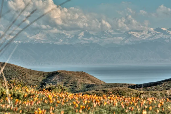 Tulipes Dans Les Montagnes Issyu Kul Kirghizistan Tulipe Montagne Focus — Photo